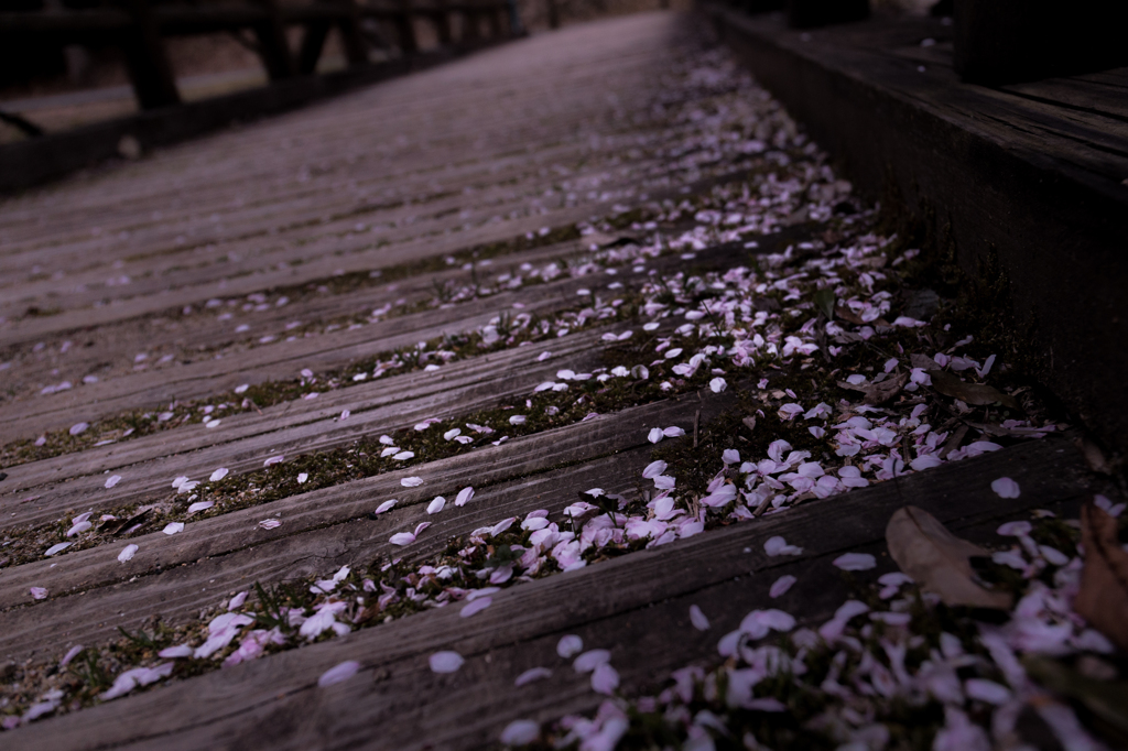 桜橋