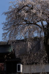 光福寺の大糸桜'14