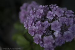 庭の花（４／６）