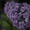 庭の花（４／６）