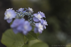 庭の花（５／６）