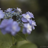 庭の花（５／６）