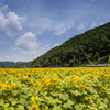 向日葵畑とローカル線