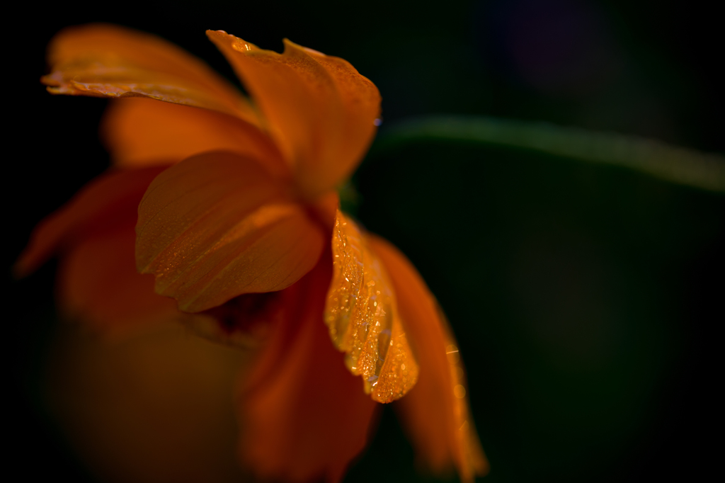 シャワーのあと