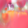 花びらのトンネル