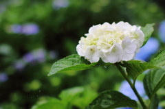 紫陽花と雨のしずく