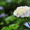 紫陽花と雨のしずく
