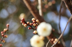 梅の蕾