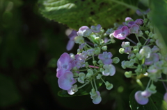 葉漏れ日を浴びる紫陽花(1/3)