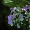 葉漏れ日を浴びる紫陽花(1/3)