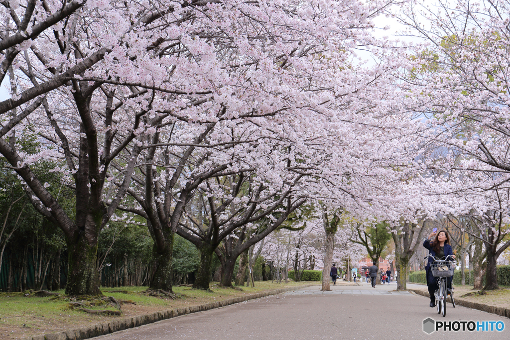 スマホ桜