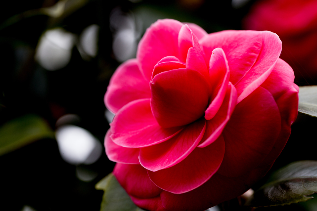 畑の花々（２）
