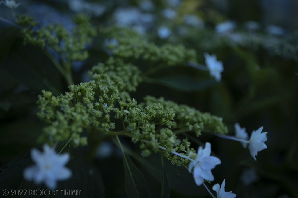 庭の花（２／６）