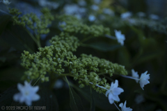 庭の花（２／６）