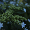 庭の花（２／６）