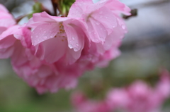 水も滴るイイ桜