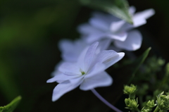 梅雨の中休み