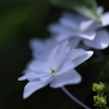 梅雨の中休み