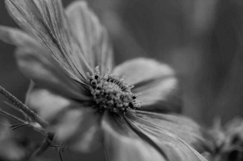 メタリックコスモス