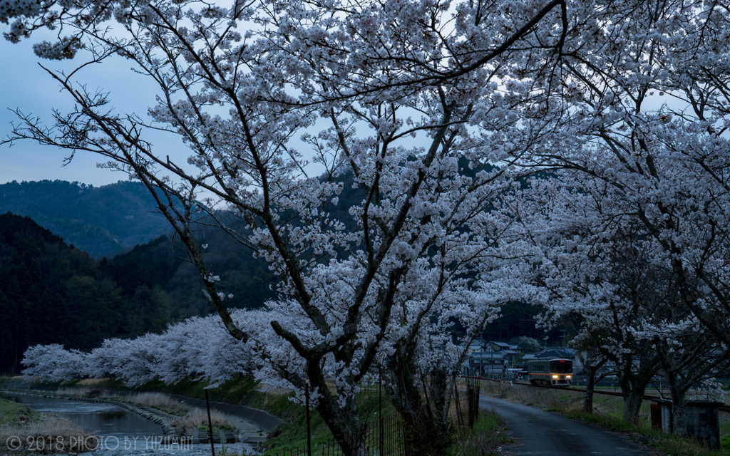日没後の桜