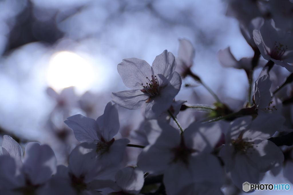 姫路城の桜（4/7）