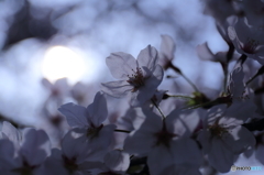 姫路城の桜（4/7）