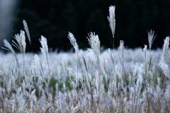 粉雪