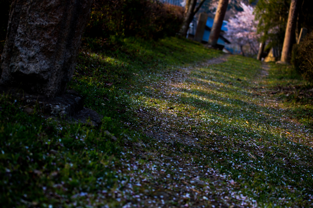 桜道
