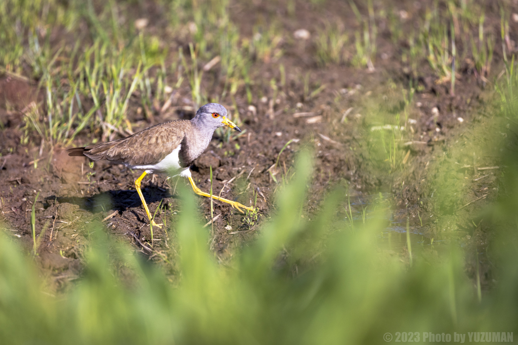 時間潰しの鳥鉄野郎