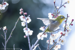 春へ羽ばたく