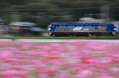 働く秋桜太郎？