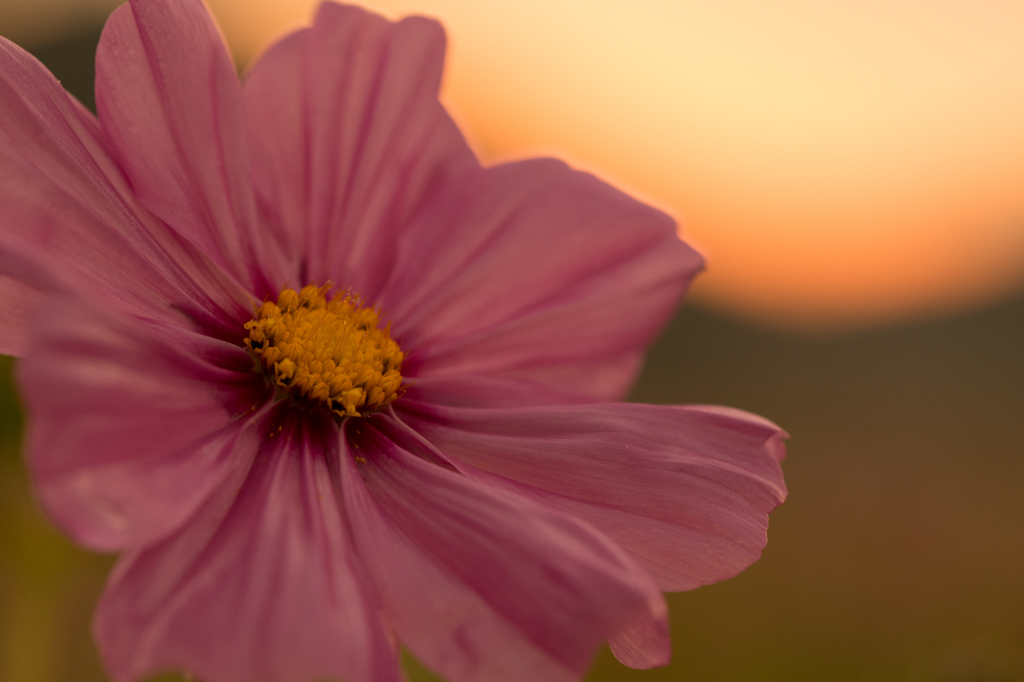 朝焼けとコスモス