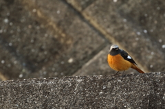 EF100-400+EXTENDER EF1.4×III試し鳥2(7/7)