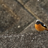 EF100-400+EXTENDER EF1.4×III試し鳥2(7/7)