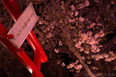 三ヶ瀧稲荷大明神の桜（1/5）