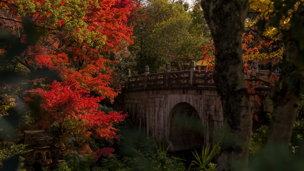 橋と紅葉