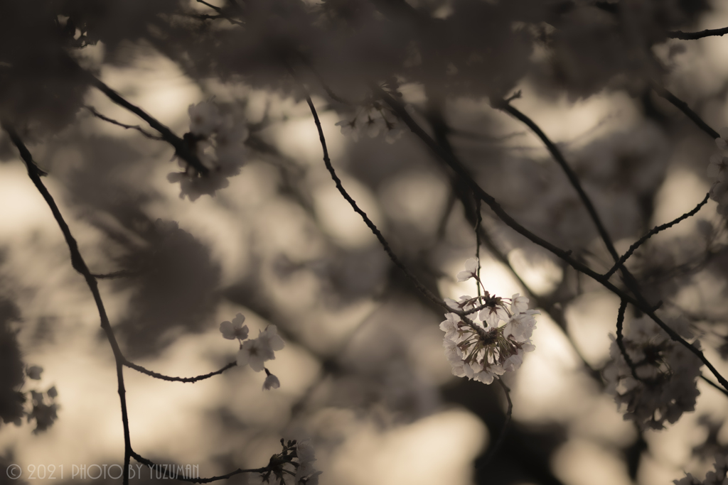 万葉岬の桜（４／７）