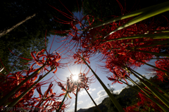 太陽に向かって