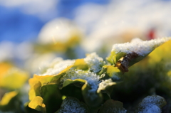 レタスと雪