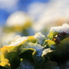 レタスと雪