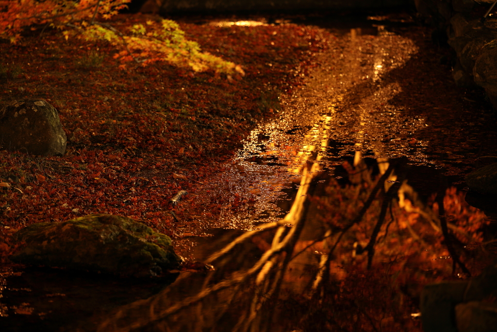 水の中の紅葉