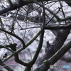 '17 綾部山梅林公園（3/11）