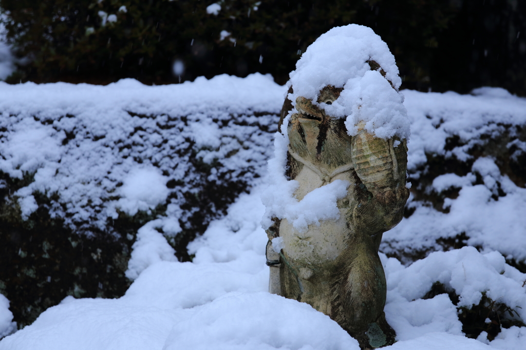 雪とタヌキ
