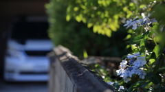塀の向こうの紫陽花