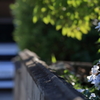 塀の向こうの紫陽花