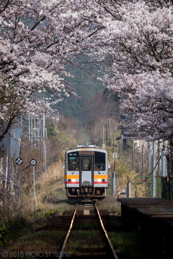 桜のトンネル