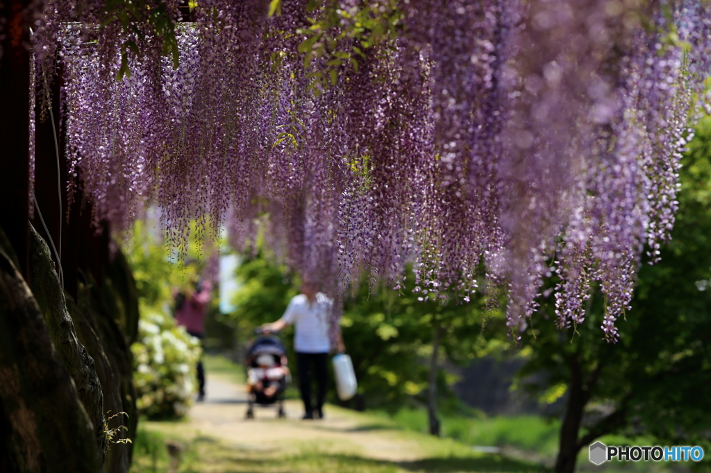 '16 藤公園の藤（1/7）