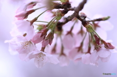 神社の桜（6/6）