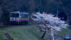 桜一人占め