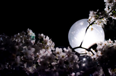 銀夜桜
